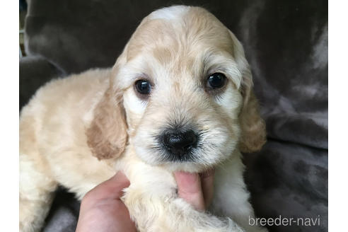 成約済の茨城県のミックス犬-188603の7枚目