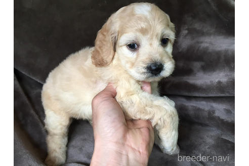 成約済の茨城県のミックス犬-188603の6枚目