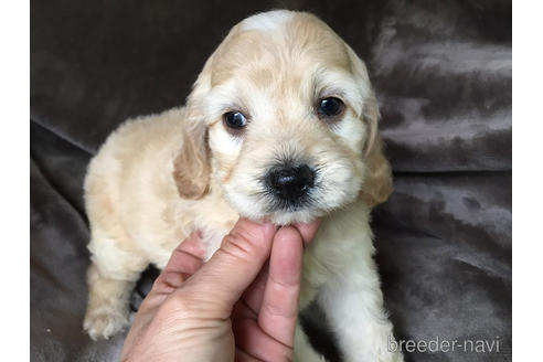 成約済の茨城県のミックス犬-188603の2枚目