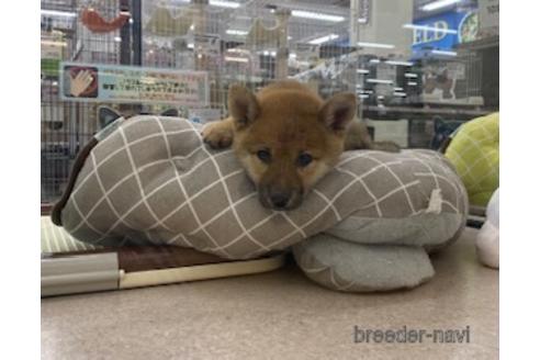 成約済の北海道の柴犬-185461の10枚目