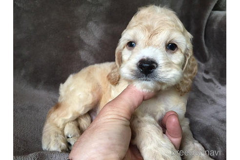 成約済の茨城県のミックス犬-188609の1枚目