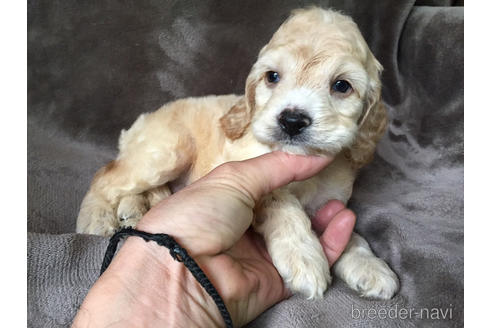 成約済の茨城県のミックス犬-188609の8枚目