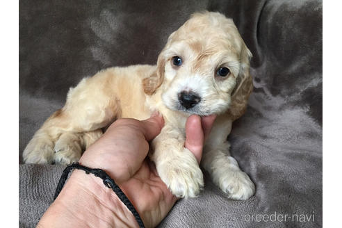 成約済の茨城県のミックス犬-188609の7枚目