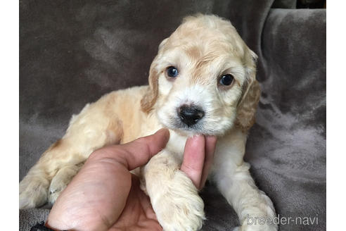 成約済の茨城県のミックス犬-188609の4枚目