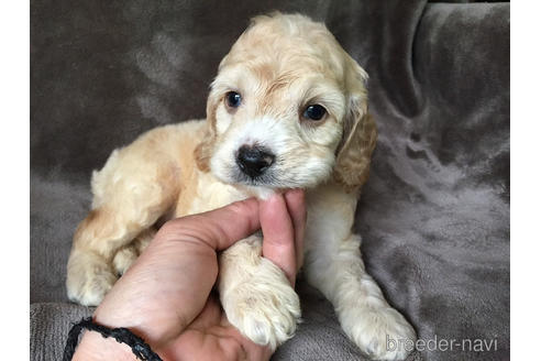 成約済の茨城県のミックス犬-188609の3枚目
