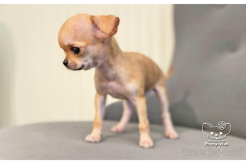 成約済の愛知県のチワワ(スムースコート)-188688の2枚目