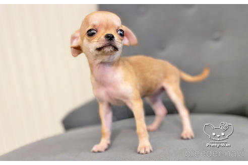 成約済の愛知県のチワワ(スムースコート)-188688の3枚目