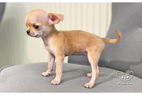 成約済の愛知県のチワワ(スムースコート)-188688の4枚目