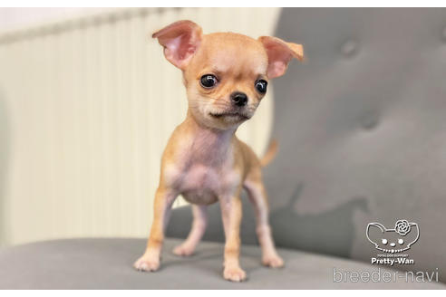 成約済の愛知県のチワワ(スムースコート)-188688の1枚目