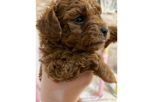 成約済の愛媛県のタイニープードル-188703の6枚目