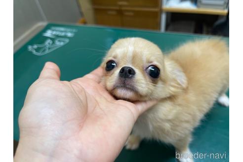 成約済の新潟県のチワワ(ロングコート)-177178の3枚目