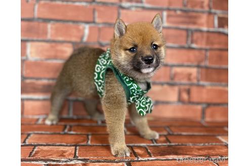 成約済の福岡県の豆柴-185999