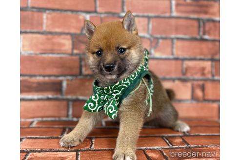 成約済の福岡県の豆柴-185999の6枚目