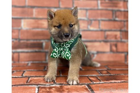 成約済の福岡県の豆柴-185999の7枚目