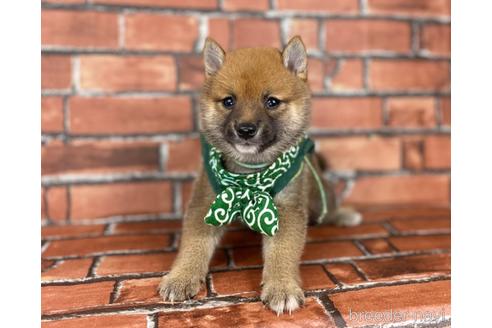 成約済の福岡県の豆柴-185999の2枚目