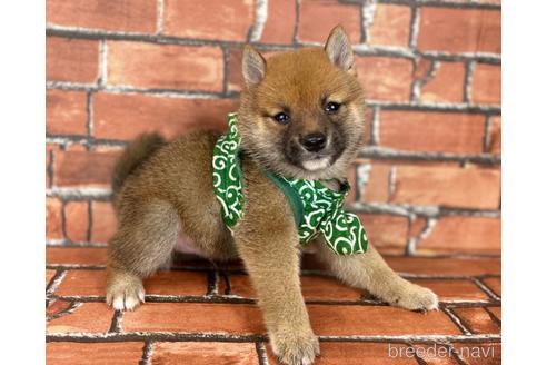 成約済の福岡県の豆柴-185999の3枚目