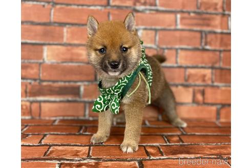 成約済の福岡県の豆柴-185999の4枚目