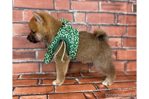 成約済の福岡県の豆柴-185999の5枚目