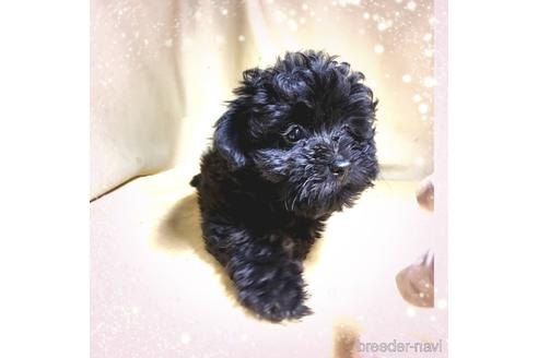 成約済の茨城県のポメプー:ポメラニアン×トイプードル-183654の9枚目