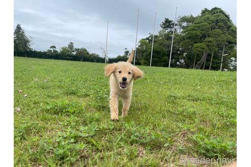 成約済の茨城県のゴールデンレトリーバー-188824の2枚目