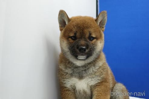 成約済の愛知県の柴犬-185451の6枚目