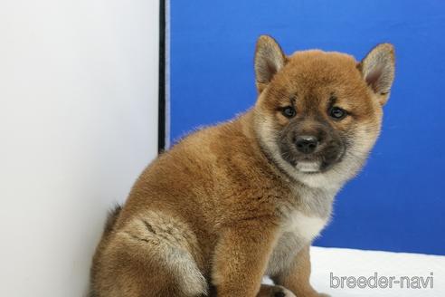 成約済の愛知県の柴犬-185451の5枚目