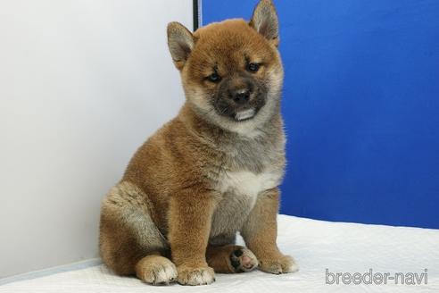 成約済の愛知県の柴犬-185451の4枚目