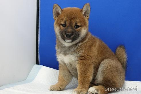 成約済の愛知県の柴犬-185451の3枚目