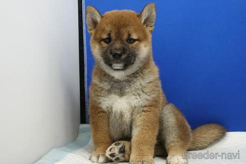 成約済の愛知県の柴犬-185451の2枚目