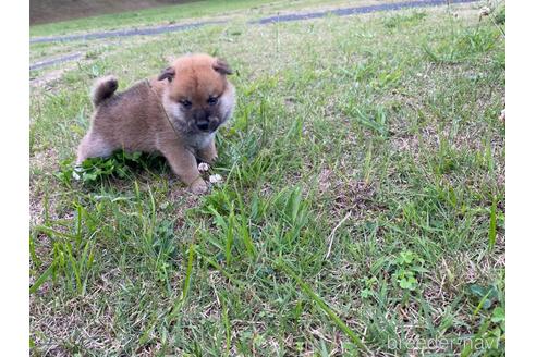 成約済の茨城県の柴犬-188879の2枚目