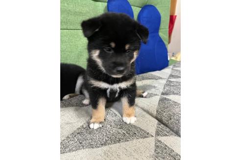 成約済の岡山県の柴犬-188915の1枚目