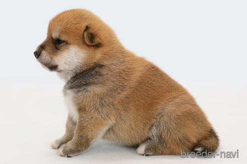成約済の神奈川県の柴犬-188483の4枚目