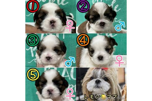 成約済の愛知県のシーズー-188926の2枚目