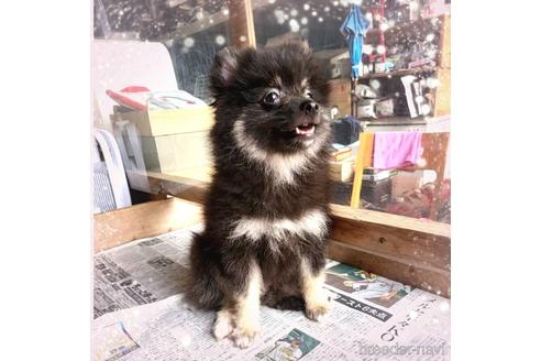 成約済の茨城県のポメラニアン-178932の6枚目