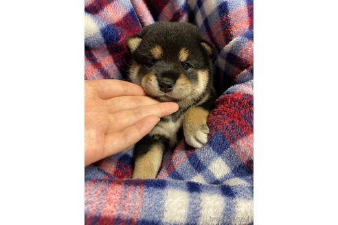 成約済の山梨県の柴犬-186868の11枚目