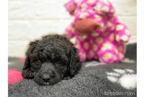 成約済の東京都のミックス犬-187324の37枚目
