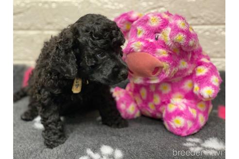 成約済の東京都のミックス犬-187324の27枚目