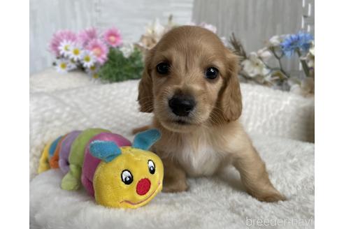 成約済の京都府のミニチュアダックスフンド(ロングヘアード)-188491の5枚目