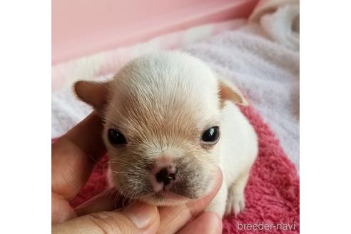 成約済の茨城県のフレンチブルドッグ-186026の1枚目