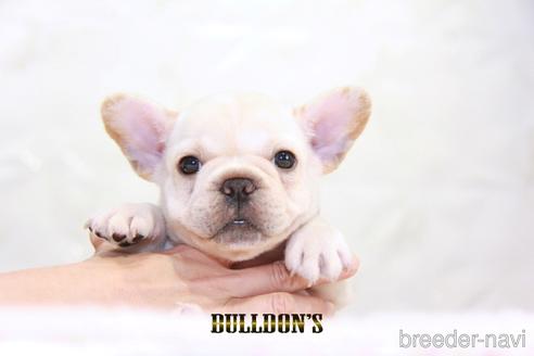 成約済の東京都のフレンチブルドッグ-188664の5枚目