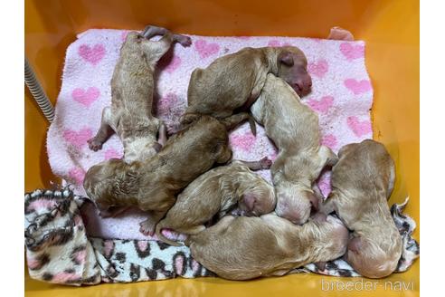 成約済の滋賀県のスタンダードプードル-189011の24枚目
