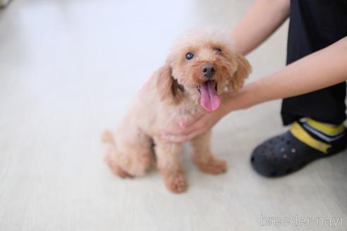 成約済の滋賀県のトイプードル-189015