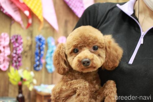 成約済の滋賀県のトイプードル-189016