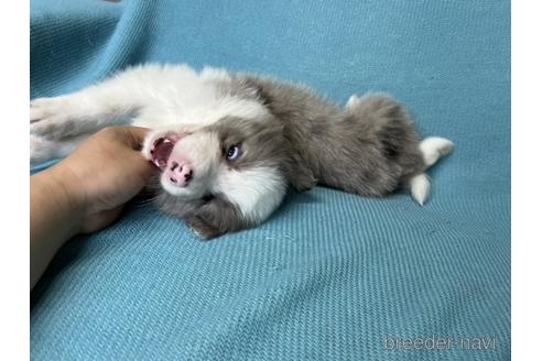 成約済の福岡県のボーダーコリー-187573の4枚目