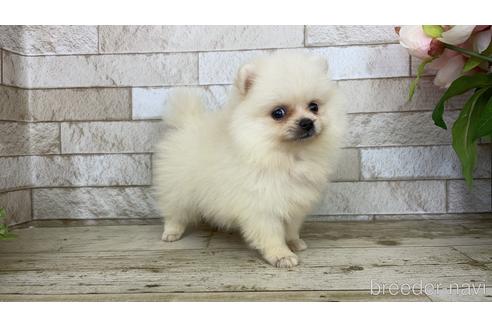 成約済の滋賀県のポメラニアン-189047の3枚目