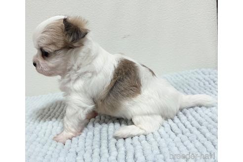 成約済の福岡県のチワマル:チワワ×マルチーズ-185000の39枚目