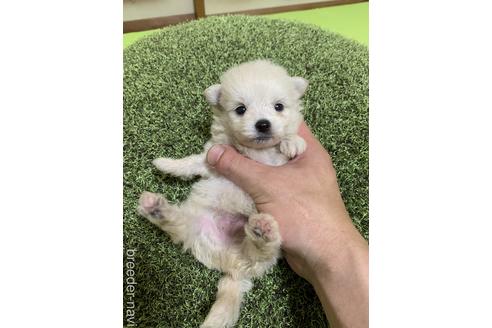 千葉県のミックス ポメプー ポメラニアン トイプードル 女の子 22 06 09生まれ 可愛い子です 子犬id 1848 ブリーダーナビ