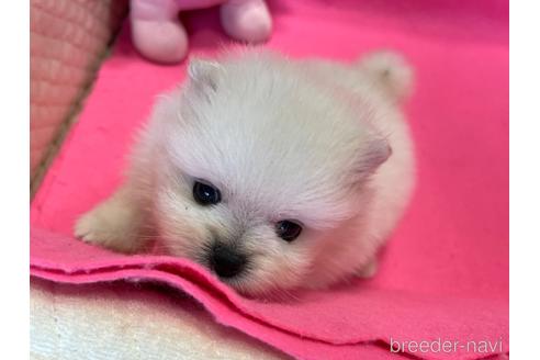 成約済の岐阜県のポメラニアン-189126の4枚目