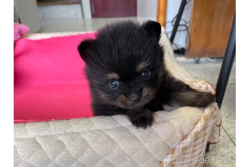 成約済の岐阜県のポメラニアン-189131の2枚目