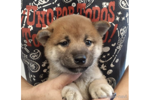 成約済の富山県の柴犬-189158の2枚目